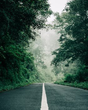 A misty road cutting through a lush green forest, surrounded by fog and dense trees.